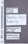 Etikette zu Aeoloides futilis (NHMW-ZOO-COL-0010396)